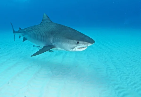 鲨鱼潜水巴哈马 — 图库照片