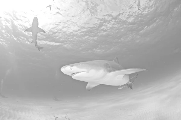 Shark diving Bahamas — Stock Photo, Image