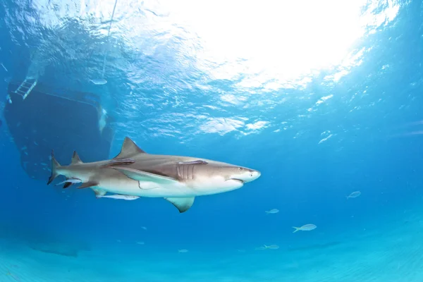 Shark dykning Bahamas — Stockfoto