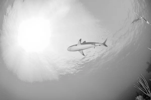 Shark dykning Bahamas — Stockfoto