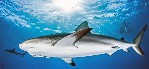 Tiburón arrecife del Caribe —  Fotos de Stock