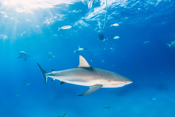 Tiburón arrecife del Caribe — Foto de Stock