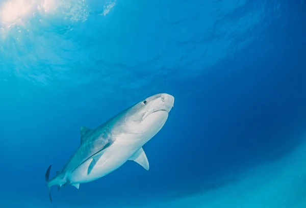 Tiburón tigre buceo —  Fotos de Stock