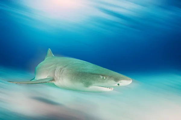 Lemon Shark under ett dyk — Stockfoto