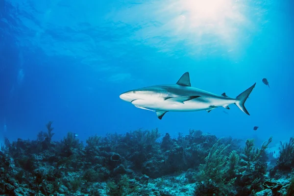 Karibi zátony cápa — Stock Fotó