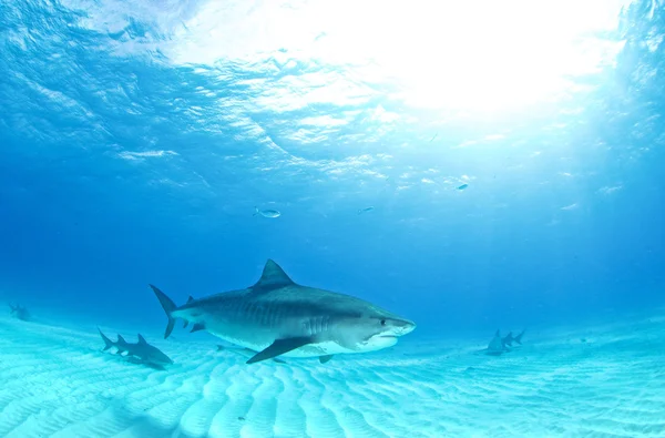 Plongée requin tigre — Photo