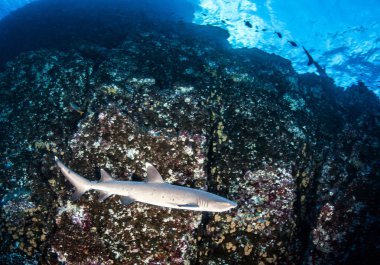 beyaz uç resif köpekbalığı