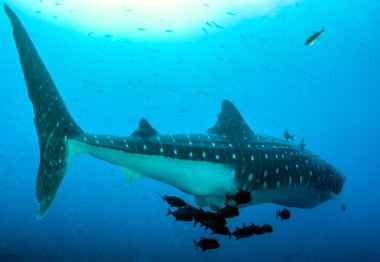 Whale shark at Roca Partida clipart