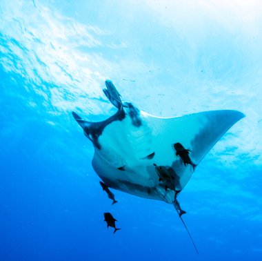 Manta Ray - tüplü dalış
