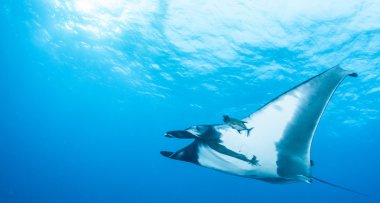 Manta Ray - tüplü dalış