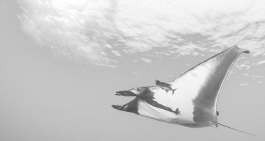 Manta Ray - tüplü dalış