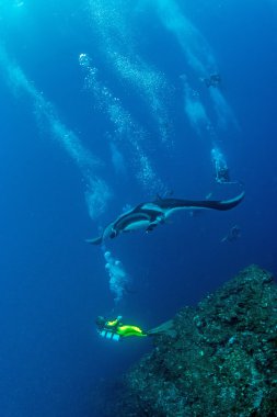 Manta Ray - Scuba diving clipart