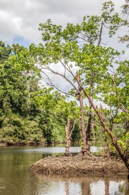 Kosta rika manzarası