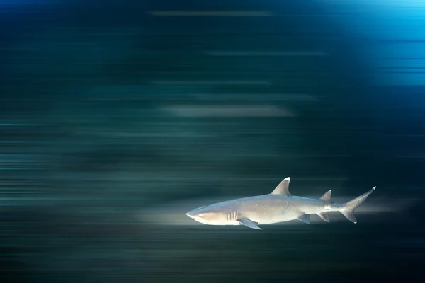 White tip reef shark — Stock Photo, Image