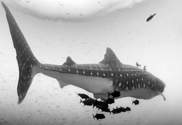 Requin baleine à Roca Partida — Photo
