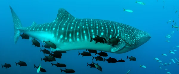 Tiburón ballena en Roca Partida — Foto de Stock