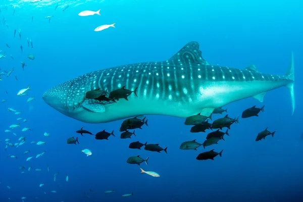 Whale shark during a scuba dive in Mexico — Stock Photo, Image