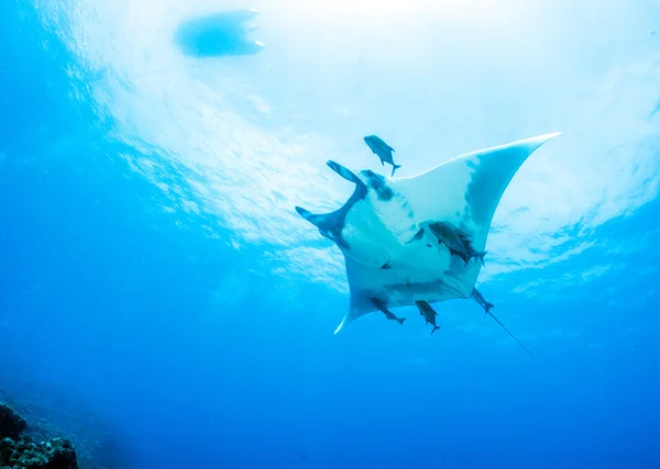 Manta Ray - dykning — Stockfoto