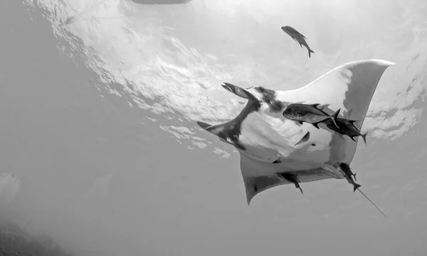 Manta Ray - Scuba diving — Stock Photo, Image