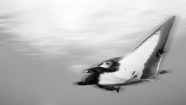 Manta Ray - plongée sous-marine — Photo