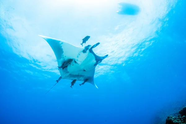 Manta Ray - dykning — Stockfoto