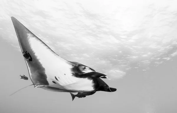 Manta Ray - dykning — Stockfoto