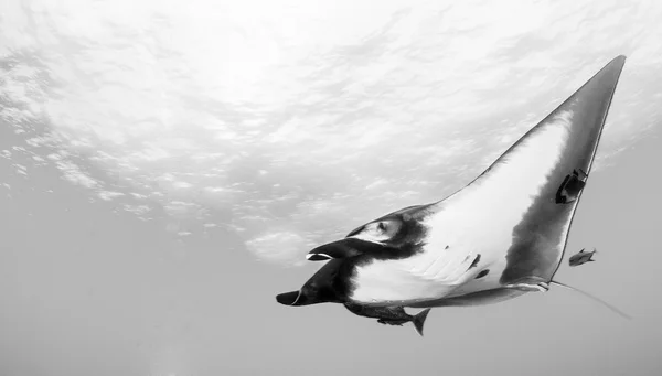 Manta Ray - dykning — Stockfoto