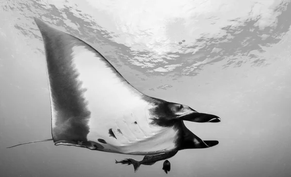 Manta Ray - tüplü dalış — Stok fotoğraf