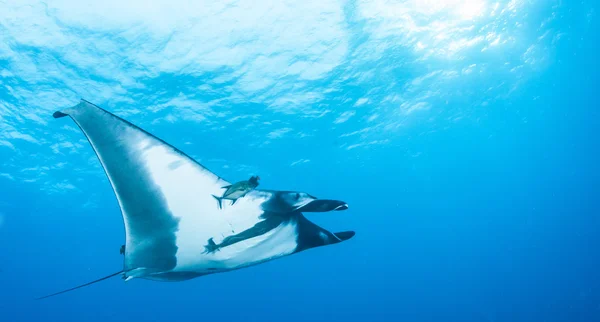 Manta Ray - Mergulho — Fotografia de Stock