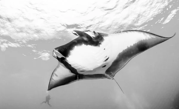 Manta Ray - Scuba diving — Stock Photo, Image