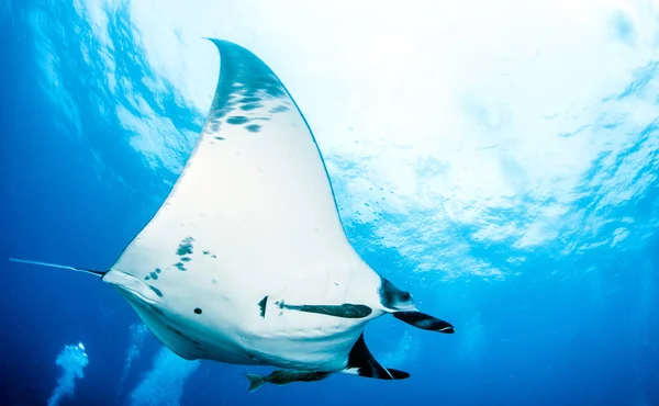 Manta Ray - Buceo —  Fotos de Stock