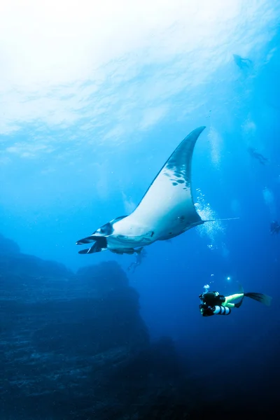 Manta Ray - Scuba diving