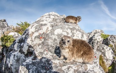 Dassie fare, Masa Dağı