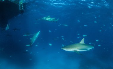 Karayip resif köpekbalığı