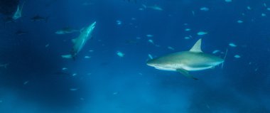 Karayip resif köpekbalığı