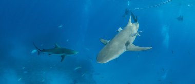 Karayip resif köpekbalığı