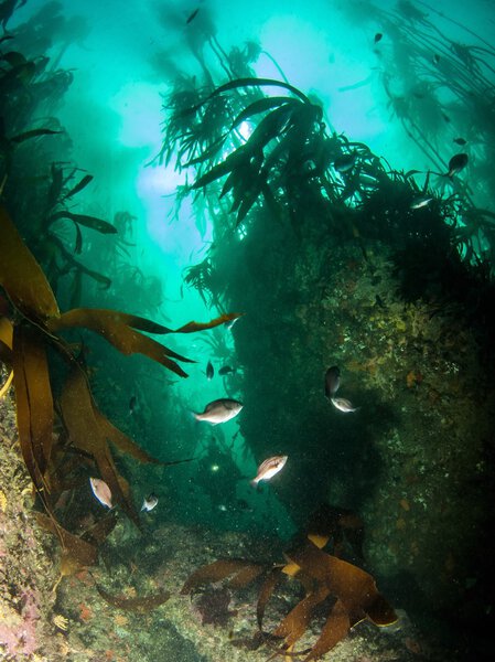 Прыжки с акваланга ЮАР
