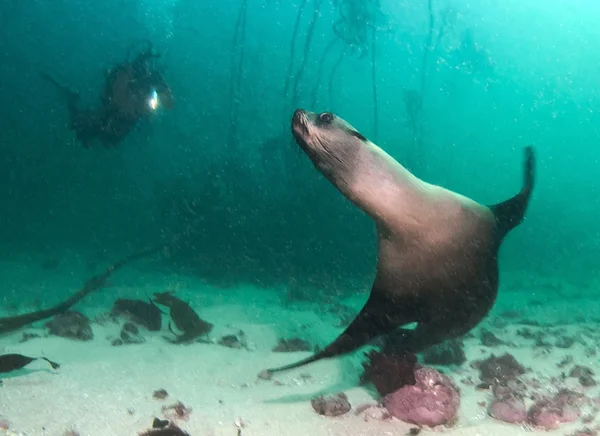 Seals at South Africa — Stock Photo, Image