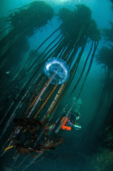 Afrique du Sud plongée sous-marine — Photo