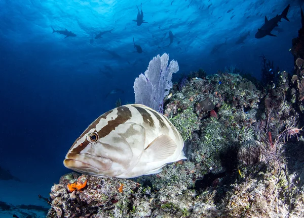 Pescado en arrecife en Bahamas — Foto de Stock