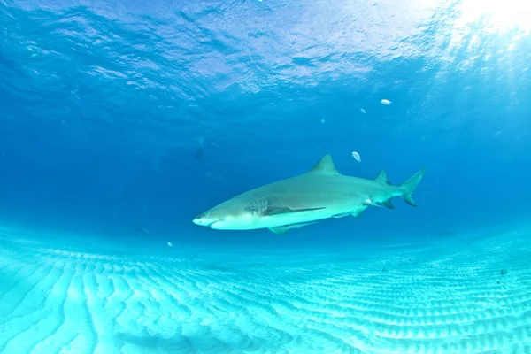 Lemon shark på Bahamas — Stockfoto