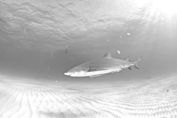 柠檬鲨在巴哈马 — 图库照片