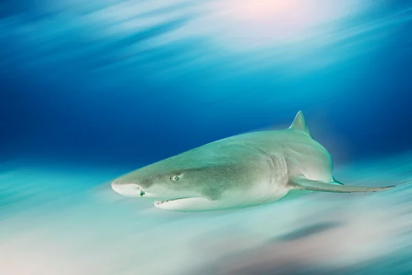 Lemon shark på Bahamas — Stockfoto