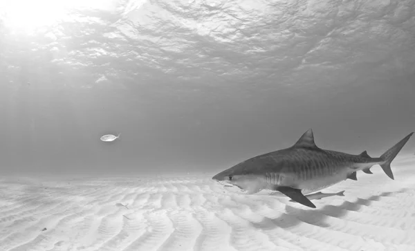 Тигровая акула на Багамах — стоковое фото