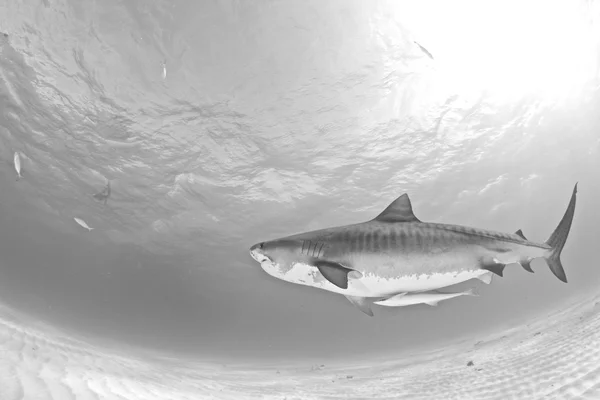 Tubarão tigre nas Bahamas — Fotografia de Stock