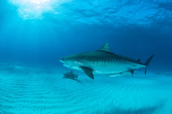 Tiger shark na Bahamy — Zdjęcie stockowe