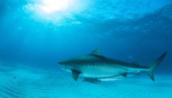 Tiger shark op Bahama 's — Stockfoto