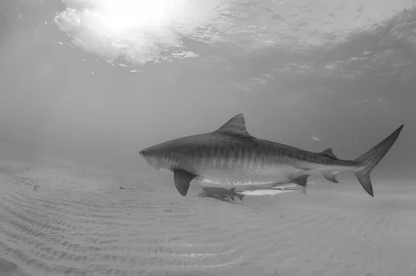 虎鲨在巴哈马 — 图库照片