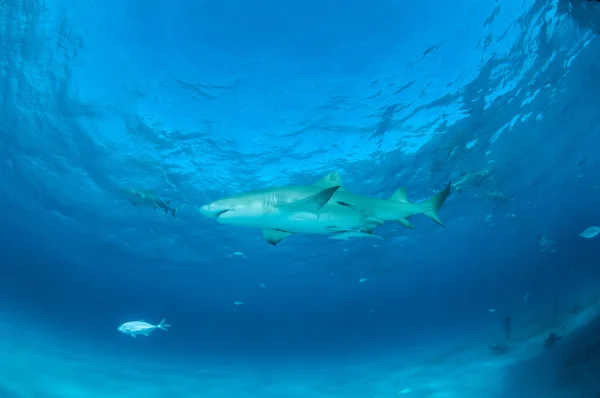 Lemon shark at Bahamas — Stock Photo, Image