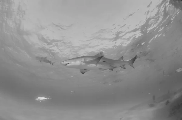 Lemon shark på Bahamas — Stockfoto